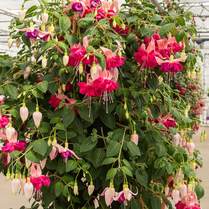Fuchsie 'Bella Rosella' (x3)