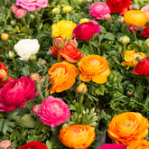 Ranunkel Mischung - Ranunculus asiaticus - Willemse