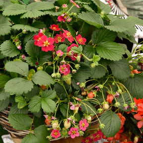 Erdbeere 'Toscana' (x3) - Fragaria x ananassa toscana - Willemse