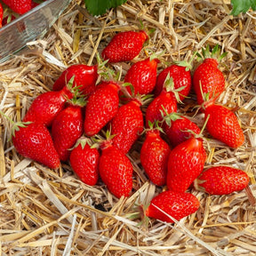 Fragaria x ananassa Gariguette - Erdbeere Gariguette - Erdbeeren