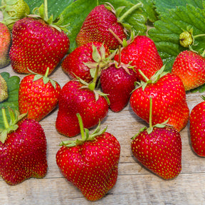 Erdbeere 'Gigantella Maxim' (x20) - Fragaria maxim - Willemse
