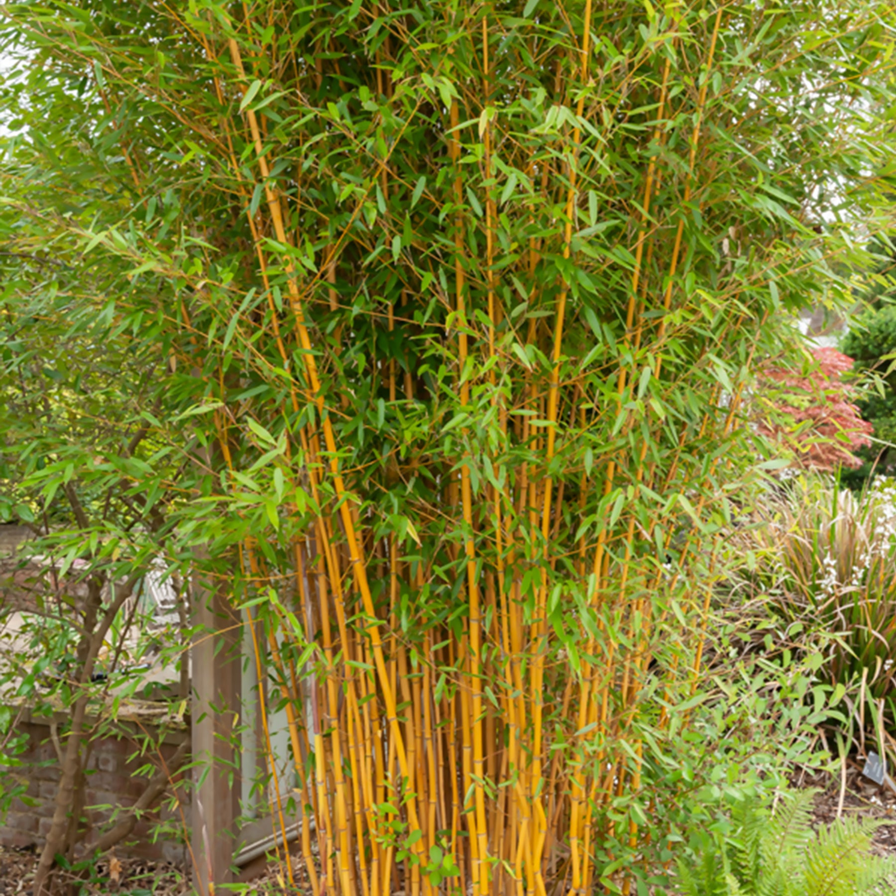 Phyllostachys bissetii, aureosulcata Aureocaulis, Fargesia scabrida Asian Wonder - Bambus-Sammlung: grün, gelb, rot (x3) - Bambus