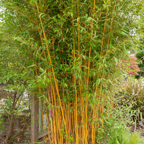Phyllostachys bissetii, aureosulcata Aureocaulis, Fargesia scabrida Asian Wonder - Bambus-Sammlung: grün, gelb, rot (x3) - Bambus