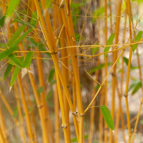 Riesenbambus 'Aureocaulis' - Phyllostachys aureosulcata aureocaulis