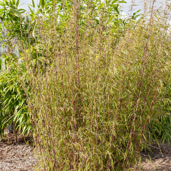 Roter bambus - Fargesia scabrida Asian Wonder - Willemse