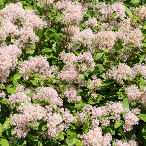 Ceanothus x pallidus marie simon - Säckelblume Marie Simon - Ceanothus - Kalifornischer Flieder