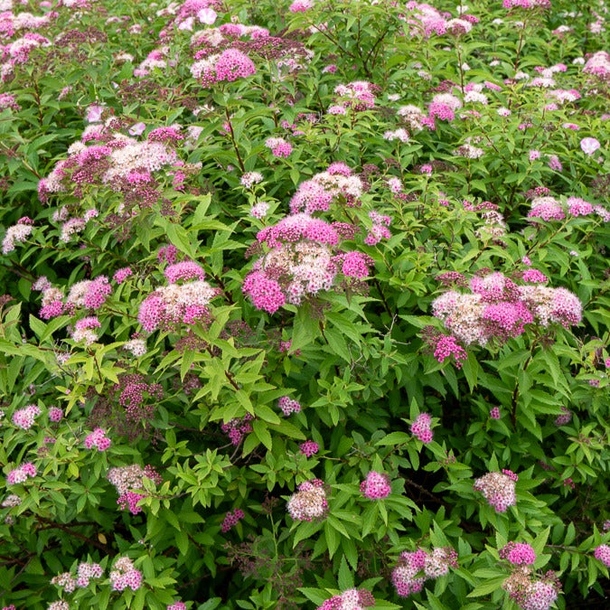 Verkauf Dreifarbige Spierstrauch Hecke von 1,5m Länge - Spiraea japonica Genpei