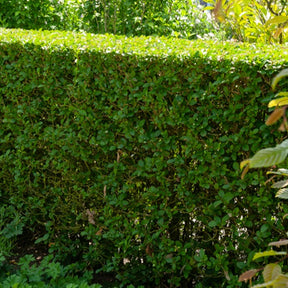 Ovalblättrige Liguster - Ligustrum ovalifolium - Willemse