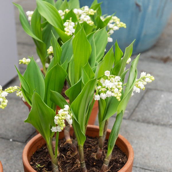 Maiglöckchen Géants Bordeaux (x5) - Convalaria majalis Bordeaux - Willemse