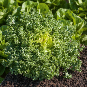 Friséesalat ‘De Ruffec’ - Cichorium endivia de ruffec - Willemse