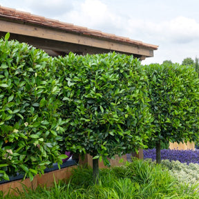 Verkauf Lorbeerstrauch (Laurus nobilis) - Winterhart - Laurus nobilis