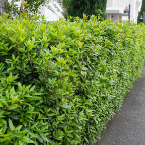 Lorbeerstrauch (Laurus nobilis) - Winterhart - Willemse