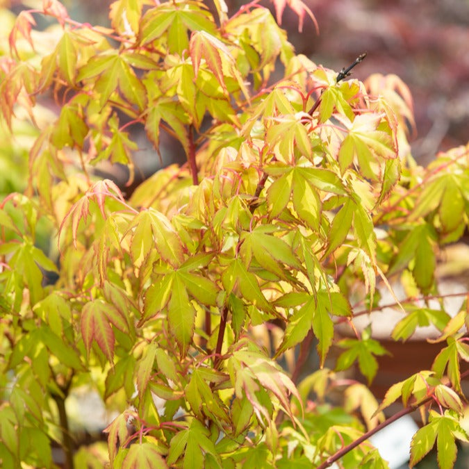 Fächerahorn 'Katsura' - Acer palmatum katsura - Willemse