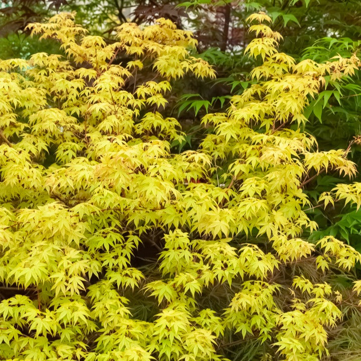 Japanischer Ahorn - Fächerahorn 'Katsura' - Acer palmatum katsura