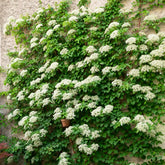Kletterhortensie - Hydrangea anomala petiolaris - Willemse