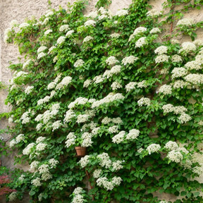 Kletterhortensie - Hydrangea anomala petiolaris - Willemse
