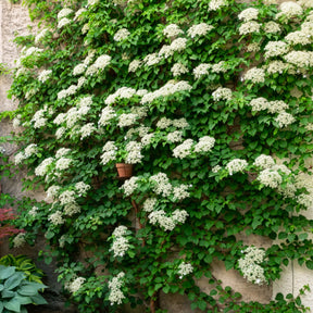 Kletterpflanzen-Kollektion Jasmin, Glyzinie, Kletterhortensie (x3) - Trachelospermum jasminoides, wisteria, hydrangea p - Willemse
