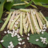 Buschbohne Auslesebohne ‘Cocagne’