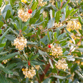 Verkauf Erdbeerbaum