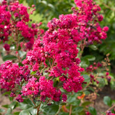 Kreppmyrte ‘Braise d’Été®’ - Lagerstroemia indica braise d'été® ‘indybra’ - Willemse