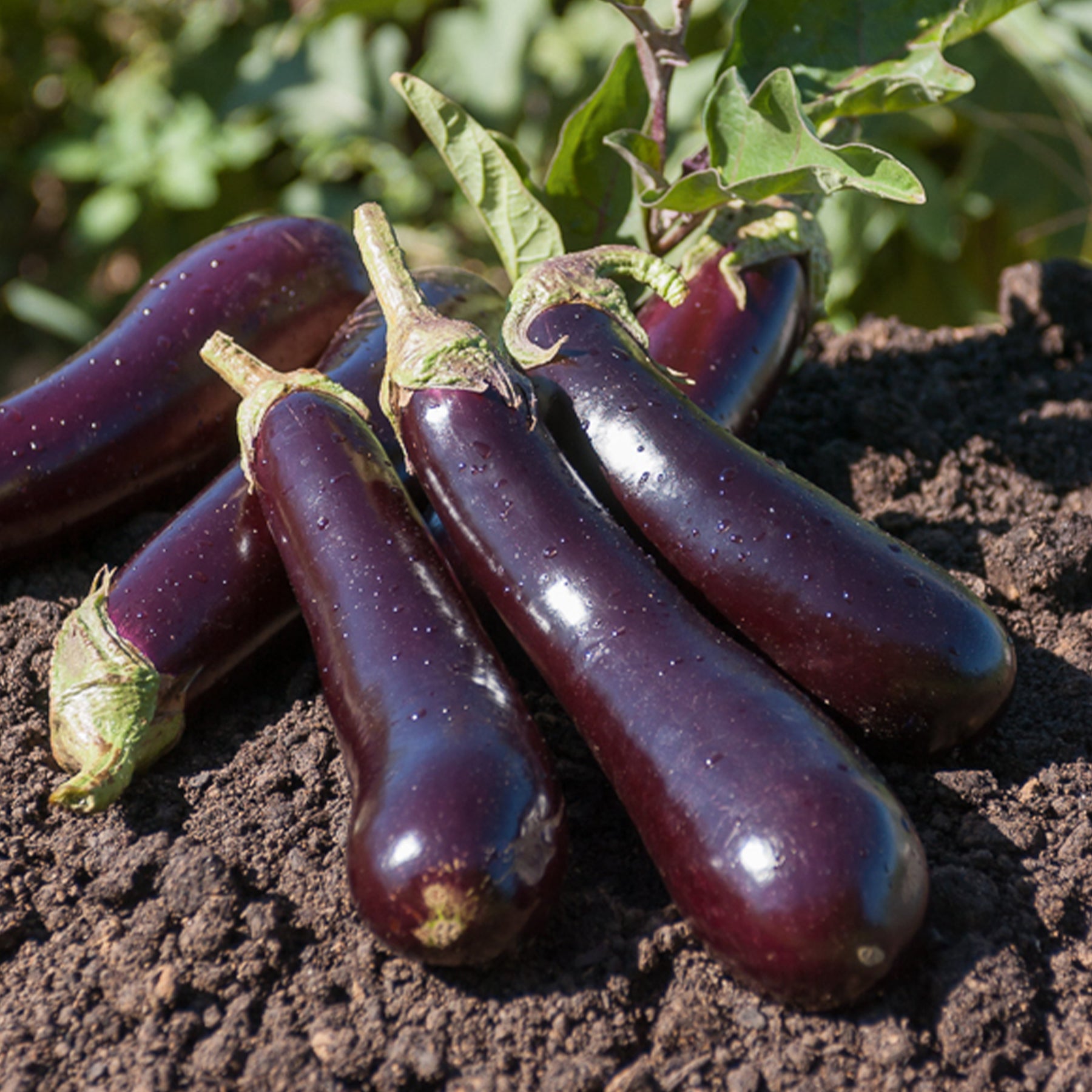 Aubergine ‘Violette de Barbentane’ - Solanum melongena violette de Barbentane - Willemse