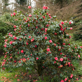 Japanische Kamelie rosa - Camellia Mathotiana rosea - Willemse