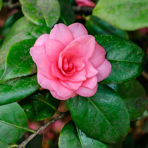 Camellia Mathotiana rosea - Japanische Kamelie rosa - Kamelie