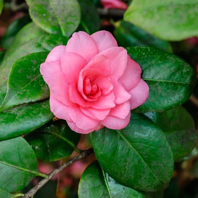 Camellia Mathotiana rosea - Japanische Kamelie rosa - Kamelie