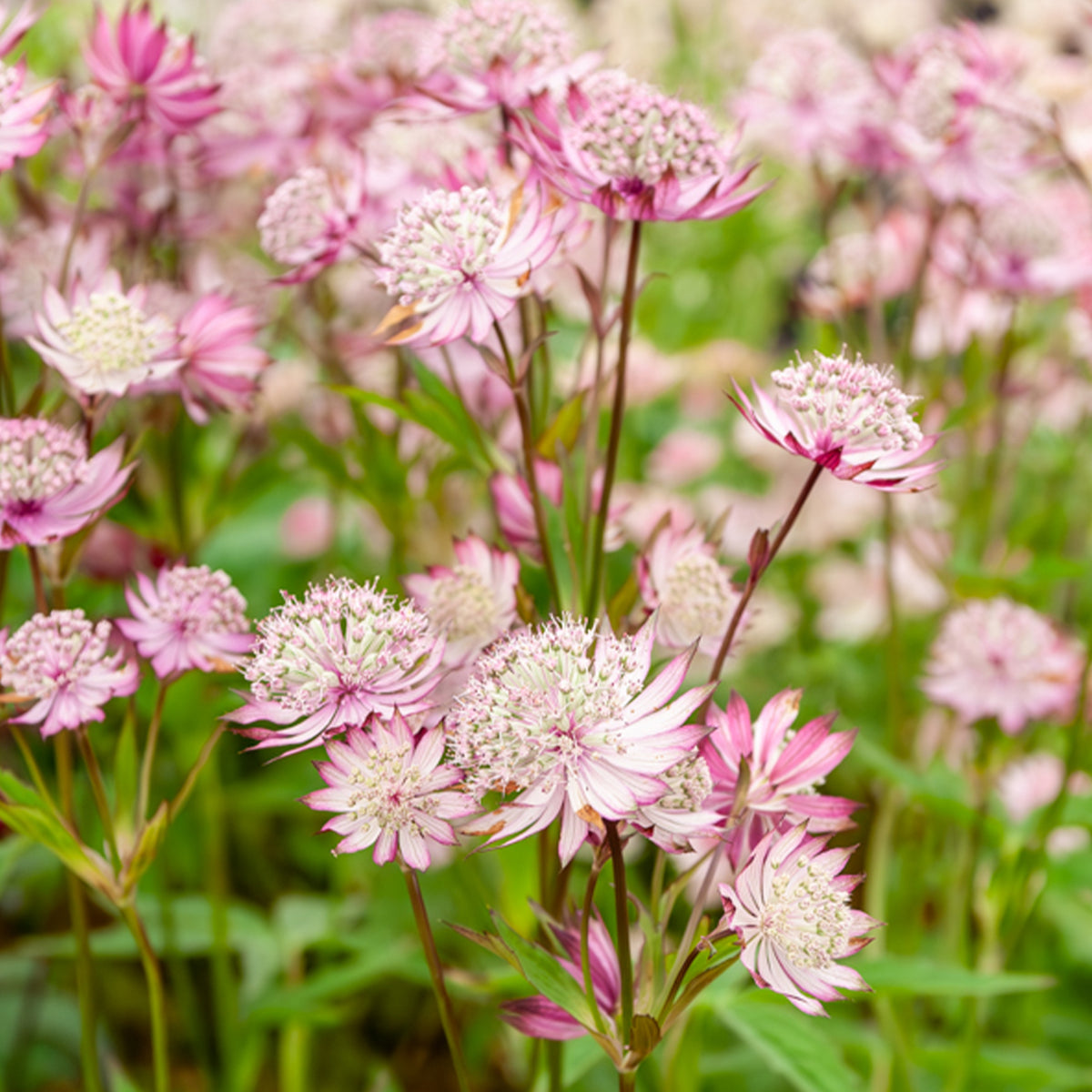 Astrantia major rosea - Sterndolde Rosea (x3) - Astrantia