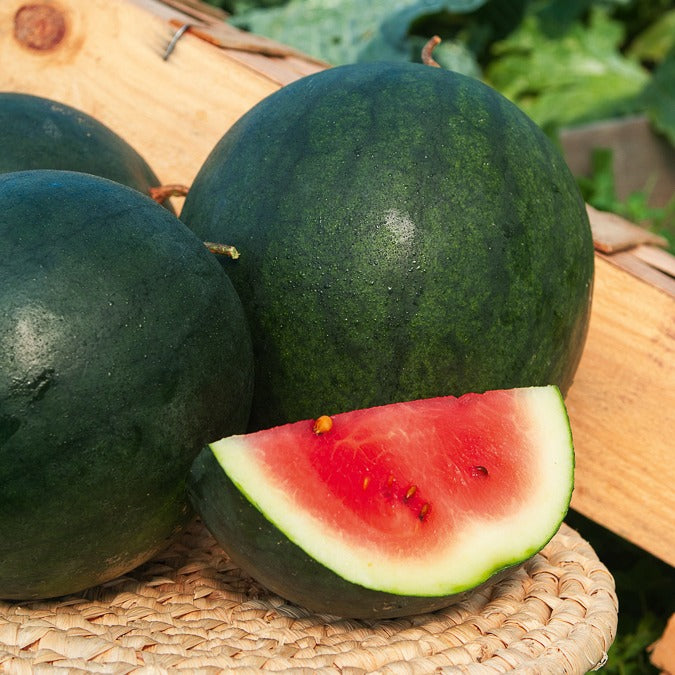 Wassermelone Citrullus 'Sugar Baby' - Citrullus lanatus sugar baby - Willemse