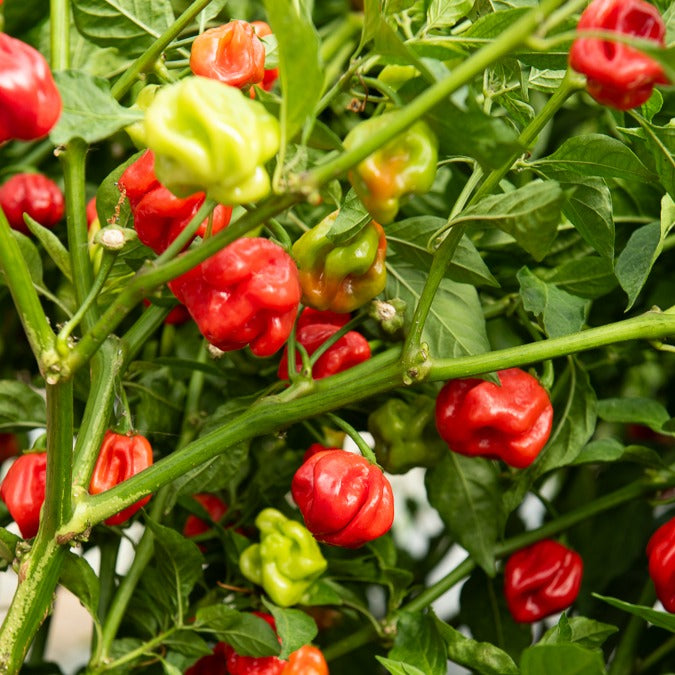 Chili ‘Habanero’