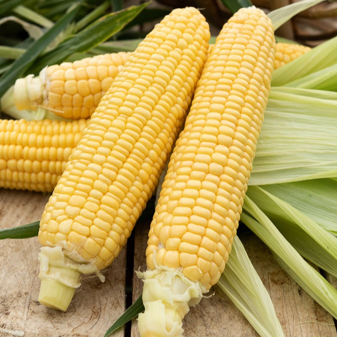 Zuckermais Golden Bantam Bio