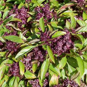 Thai-Basilikum Siam Queen