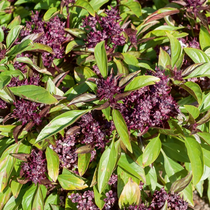 Thai-Basilikum Siam Queen