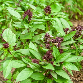 Thai-Basilikum Siam Queen