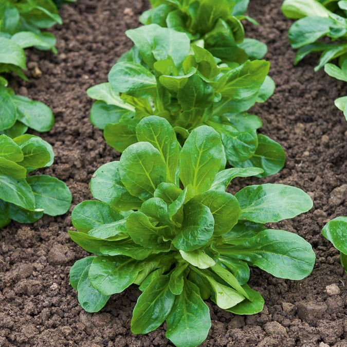 Feldsalat ‘Favor’