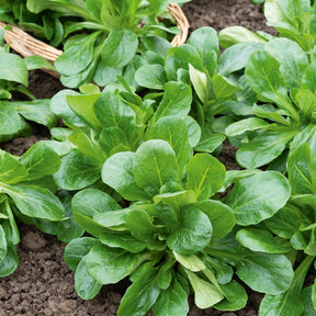 Feldsalat ‘Favor’