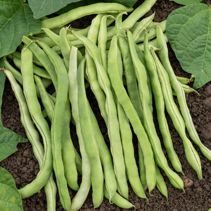 Stangenbohne Neckarkönigin