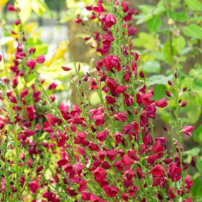 Edelginster Boskoop Ruby - Willemse