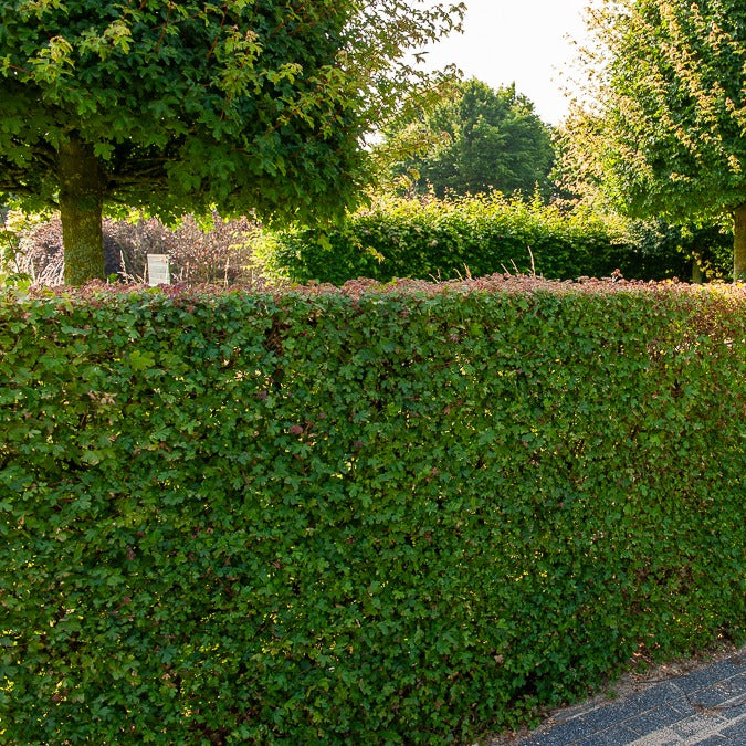 Acer campestre - Feldahorn (x10) - Bäume