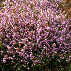 Verkauf Winterheide 'Darley Dale' - Erica darleyensis Darley Dale