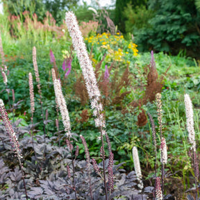 Silberkerze Brunette - Actaea simplex Brunette - Willemse