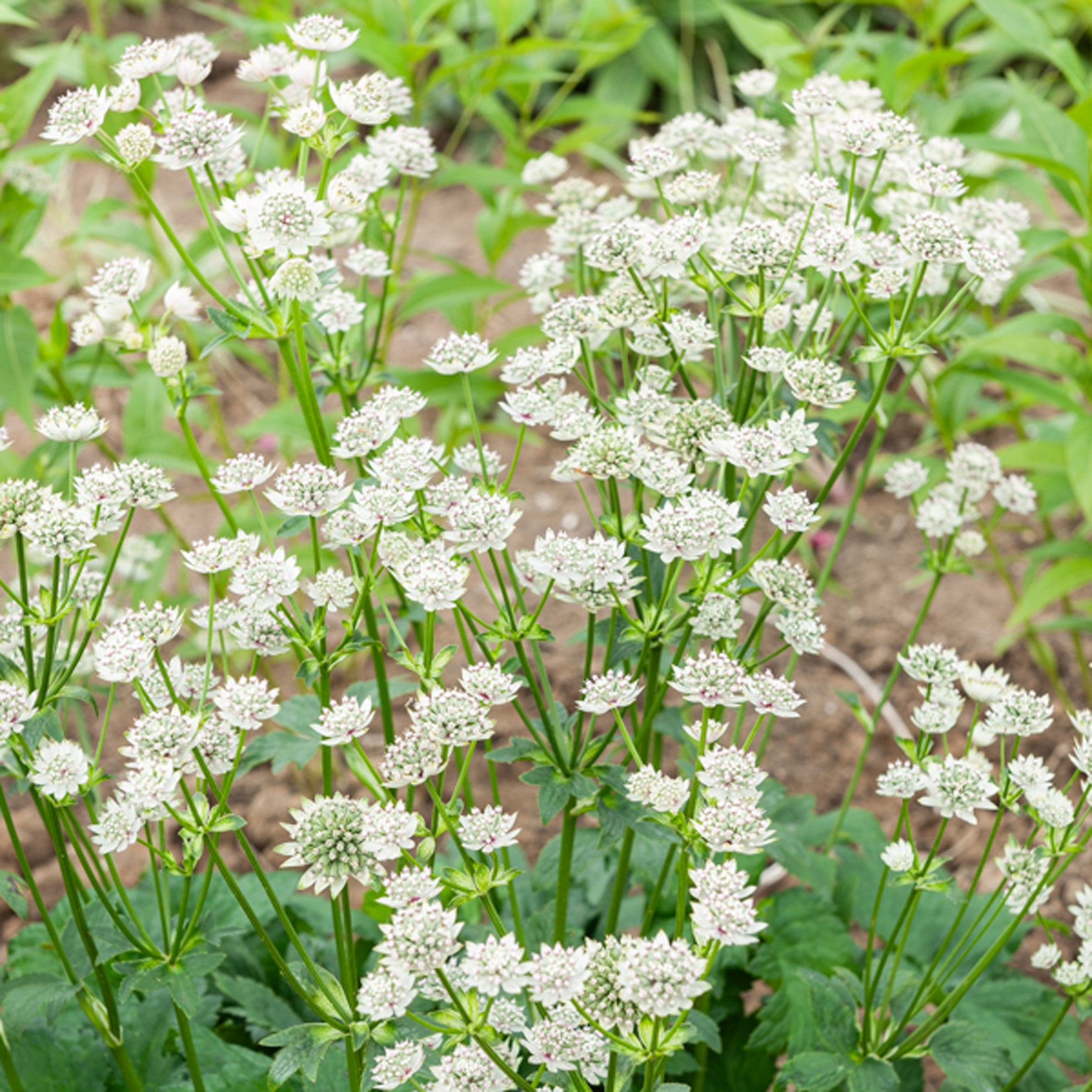 Sterndolde ‘Star of Billion’ - Willemse