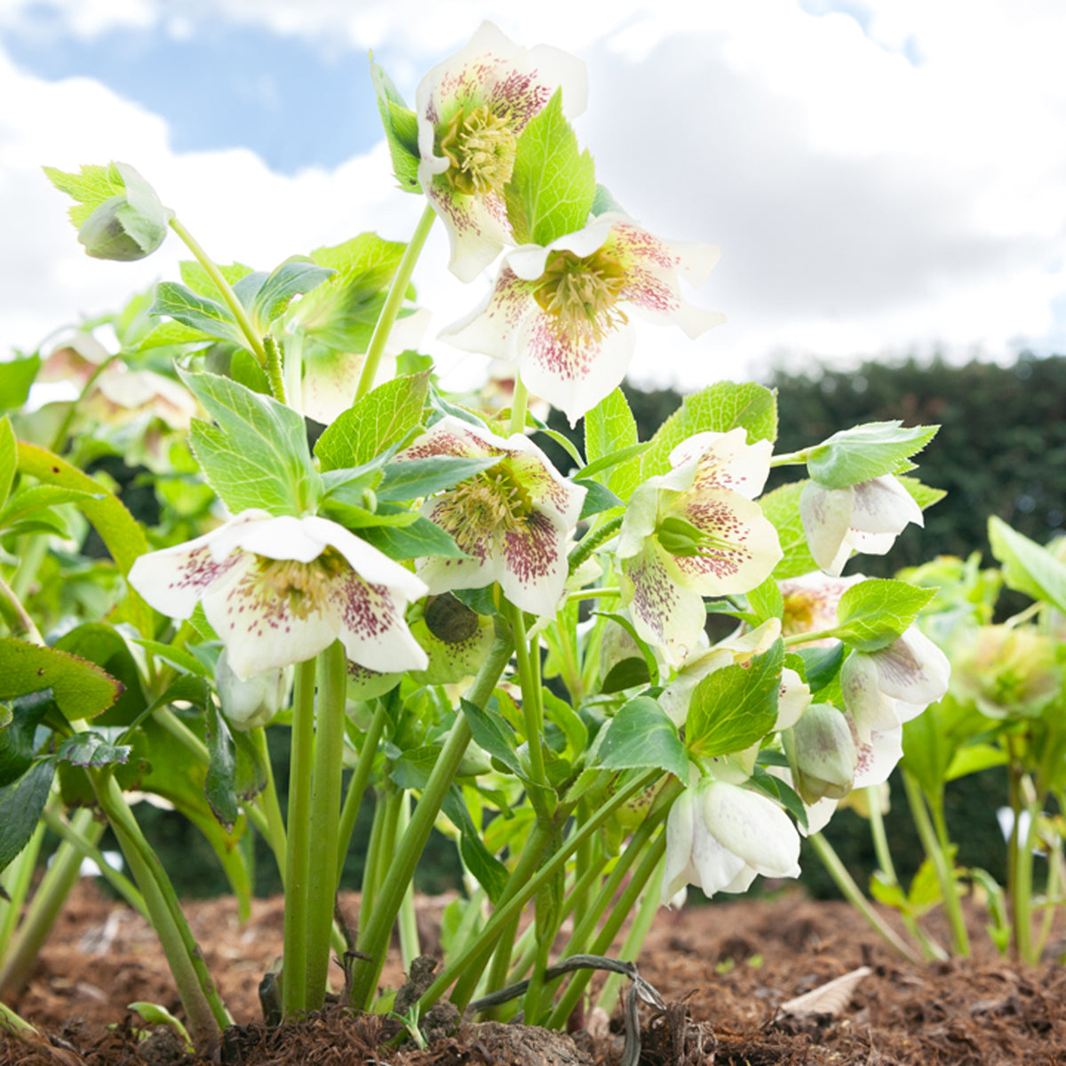 Helleborus orientalis white lady spotted - Christrose White Lady Spotted - Christrose - Helleborus