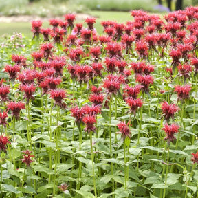 Indianernessel 'Cambridge Scarlet' - Monarda cambridge scarlet - Willemse