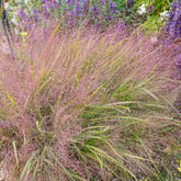 Liebesgras - Eragrostis spectabilis - Willemse