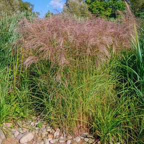 Miscanthus - Chinaschilf Flamingo - Miscanthus sinensis flamingo