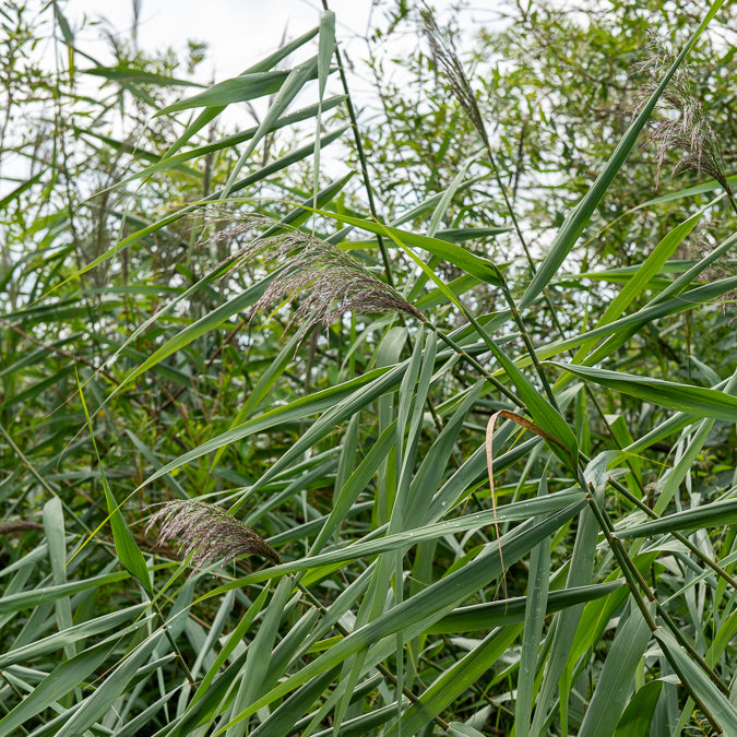 Schilfe - Gewöhnliches Schilfrohr - Phragmites australis