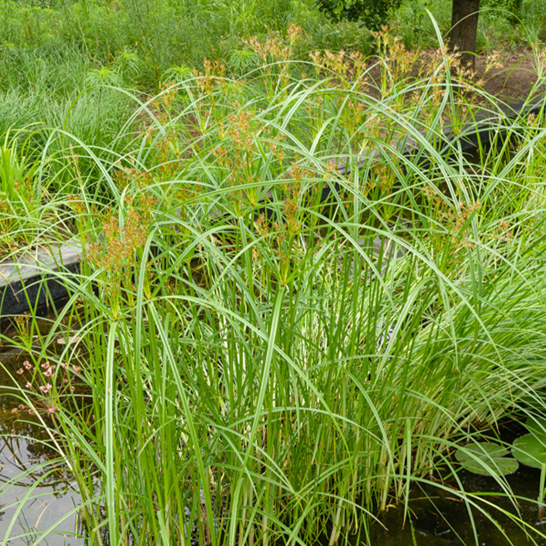 Wohlriechende Erdmandel