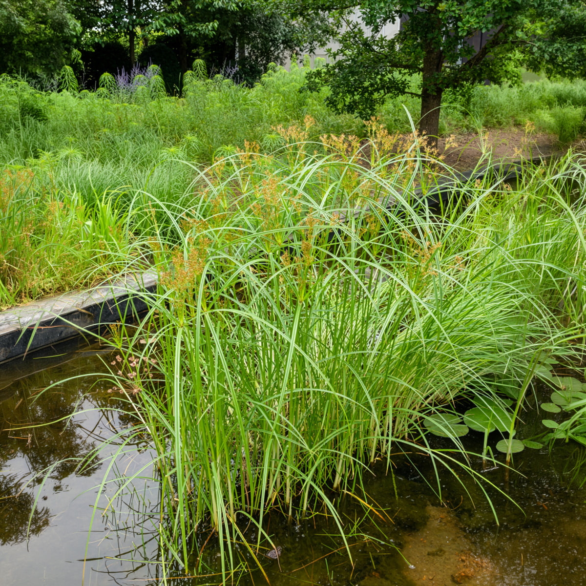 Cyperus longus - Wohlriechende Erdmandel - Gräser